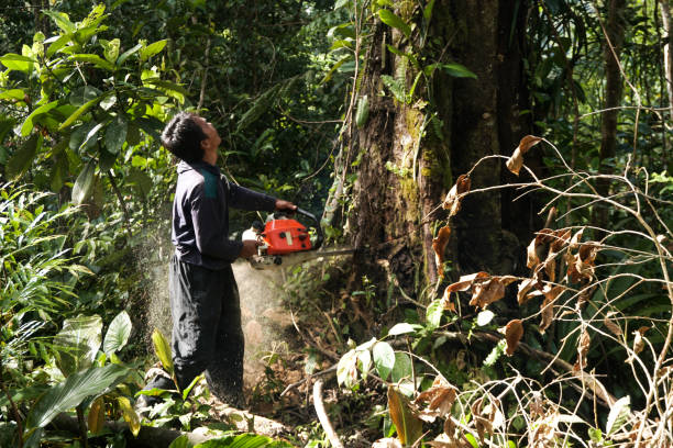 Tree Service Company in Highland Beach, FL